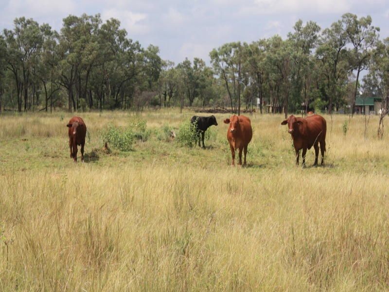 Belyando QLD 4820
