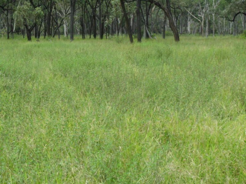 Belyando QLD 4820