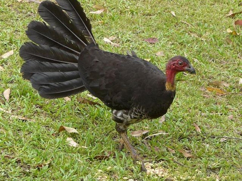 516 Owens Road, Martinsville NSW 2265