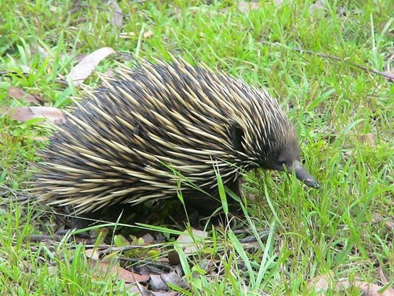 516 Owens Road, Martinsville NSW 2265