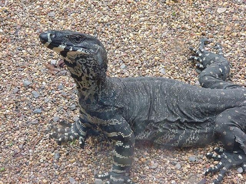 516 Owens Road, Martinsville NSW 2265