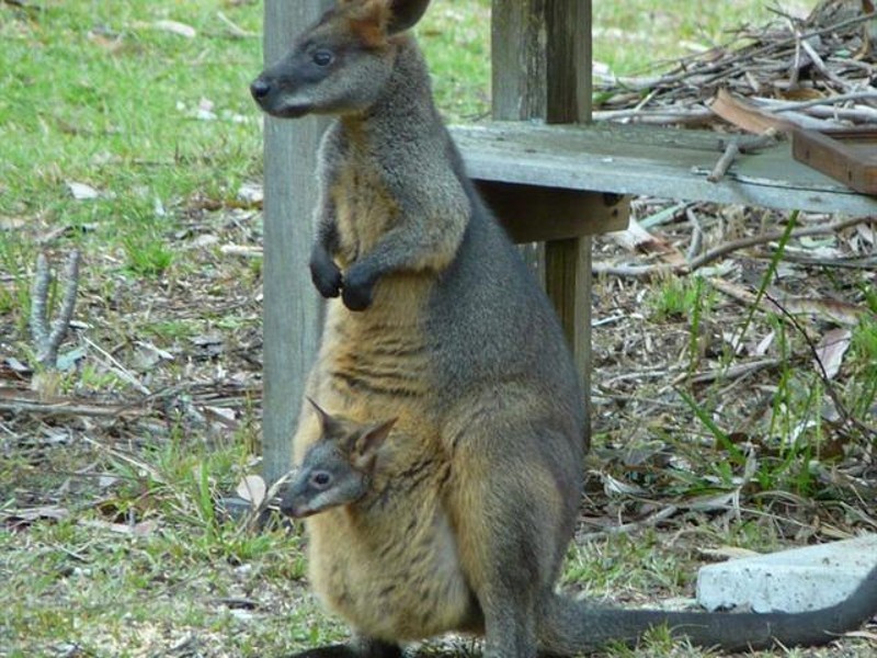 516 Owens Road, Martinsville NSW 2265