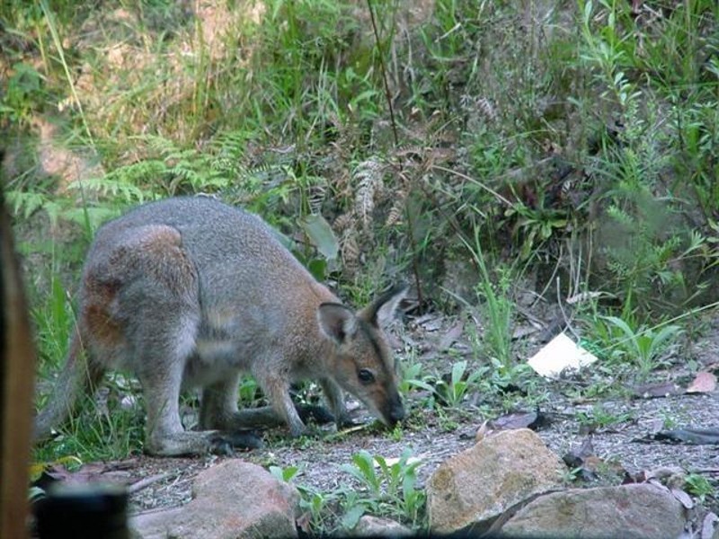 516 Owens Road, Martinsville NSW 2265