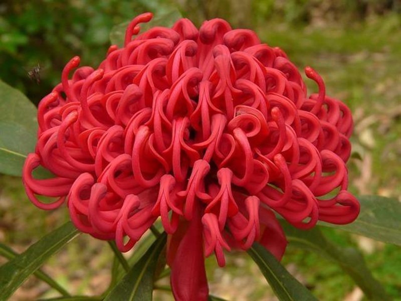 516 Owens Road, Martinsville NSW 2265