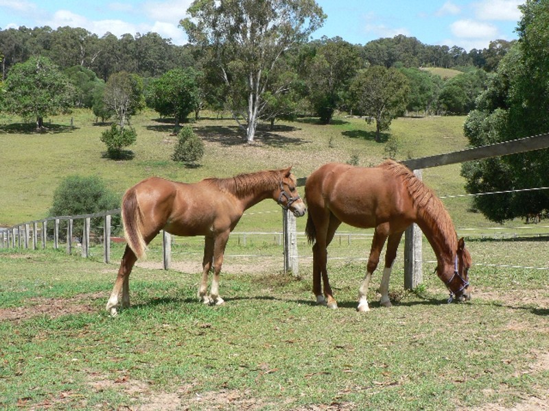 19 Flindersia Dr, Cooran QLD 4569