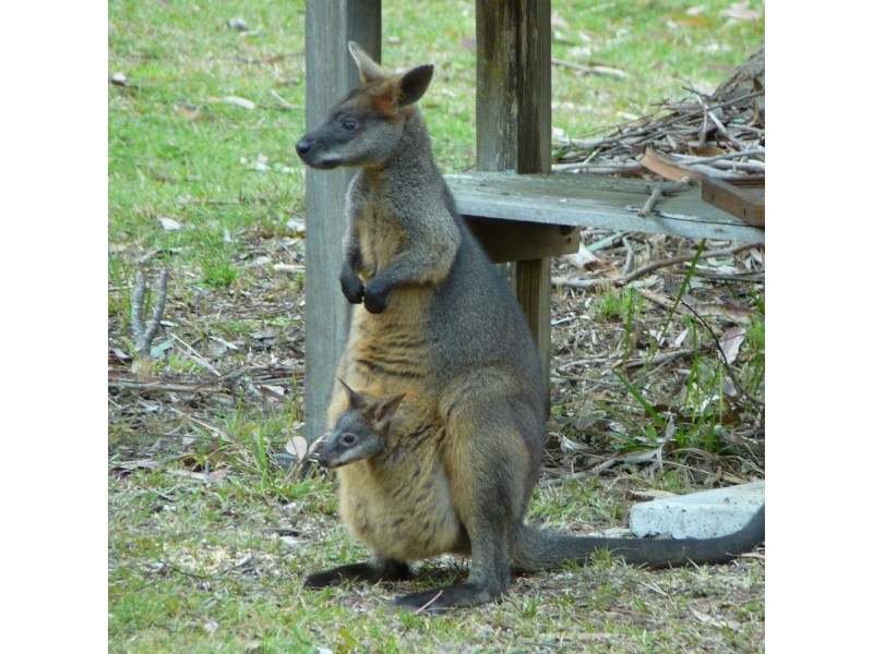 Martinsville NSW 2265