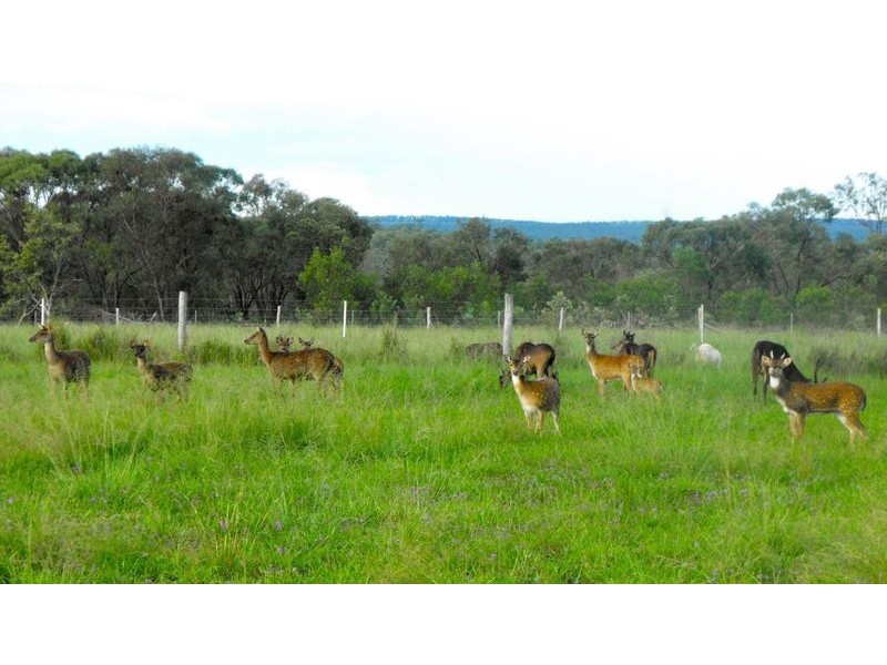 164  Shellytop Rd, Durong QLD 4610