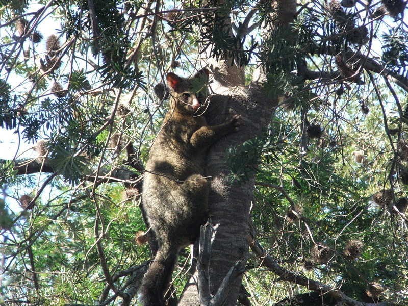 Dolphin Sands TAS 7190