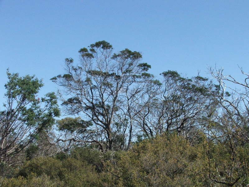 Dolphin Sands TAS 7190