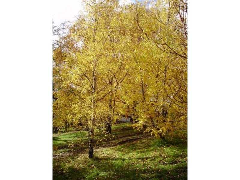 655 Glen Huon Road, Glen Huon TAS 7109