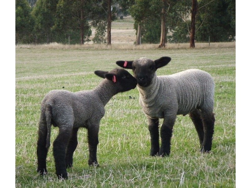 150 Hjorts Road, Exeter TAS 7275