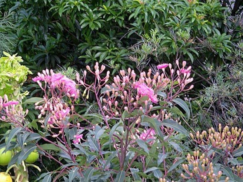 22 Nottinghill  Place, Oxenford QLD 4210