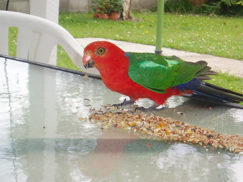 103 Ferrells Road, Cooroy QLD 4563