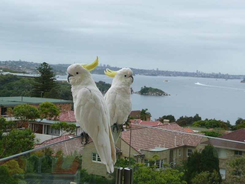 12/25 Marshall Street, Manly NSW 2095