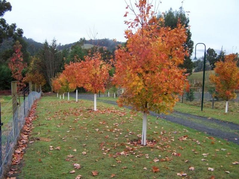 279 Bakers Creek  Road, Lucaston TAS 7109