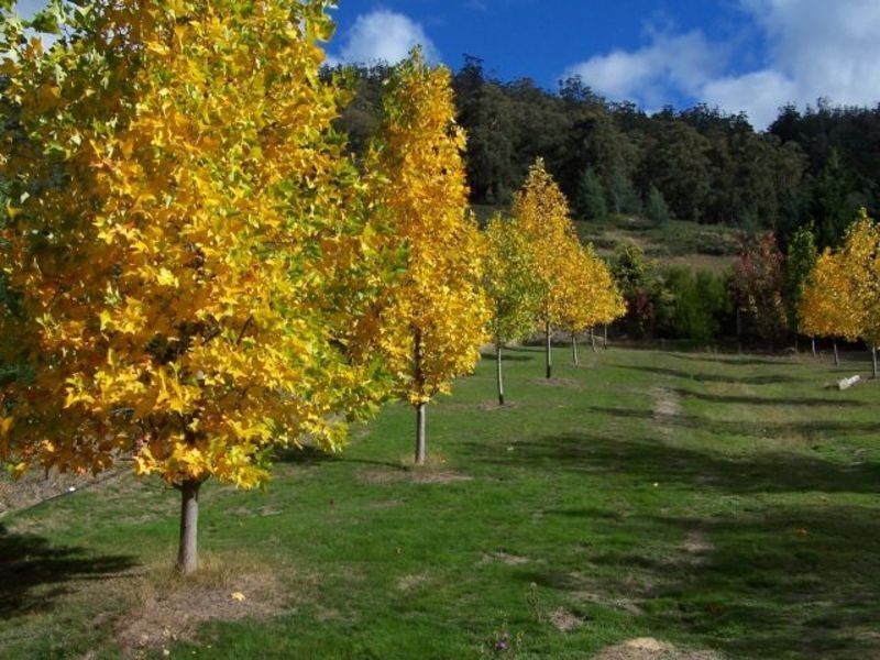 279 Bakers Creek  Road, Lucaston TAS 7109