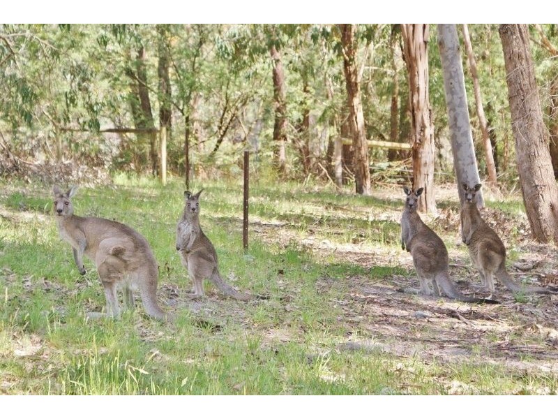 30 Chalk Road, Moe South VIC 3825