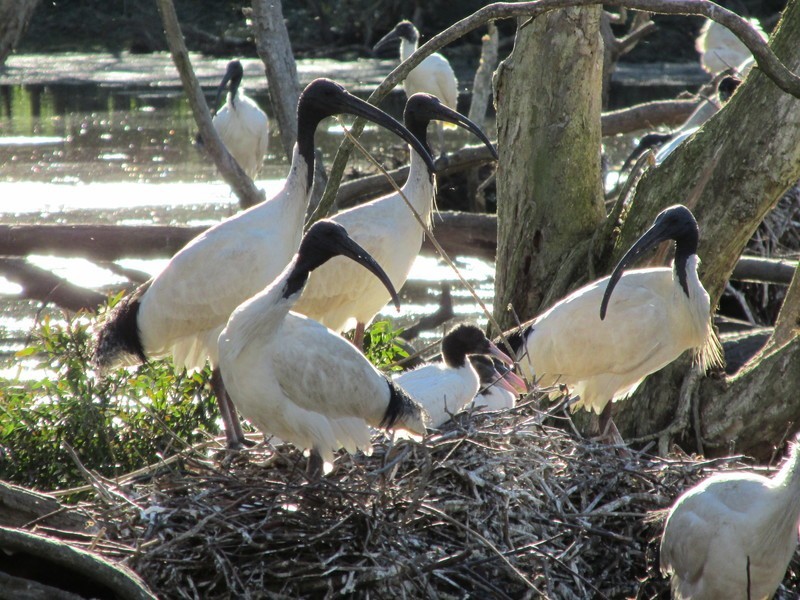 24 Mort Street, Shortland NSW 2307