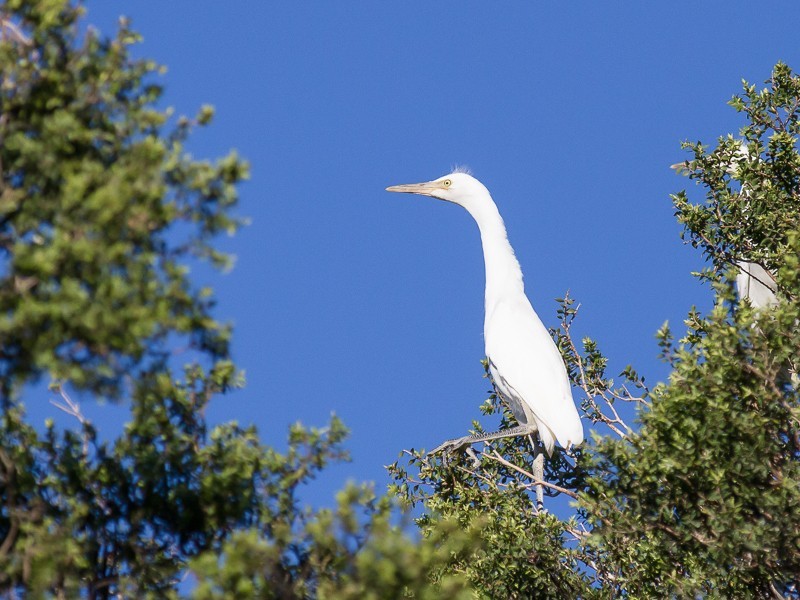 24 Mort Street, Shortland NSW 2307