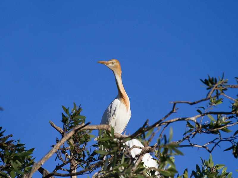 24 Mort Street, Shortland NSW 2307