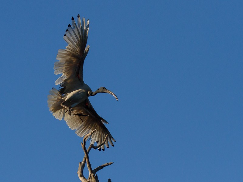 24 Mort Street, Shortland NSW 2307