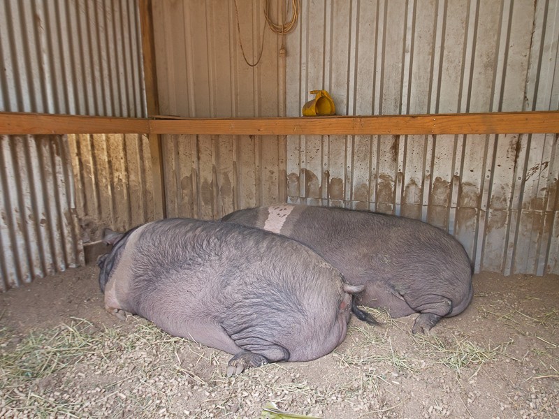 1652  Wollombi Road, Cedar Creek NSW 2325