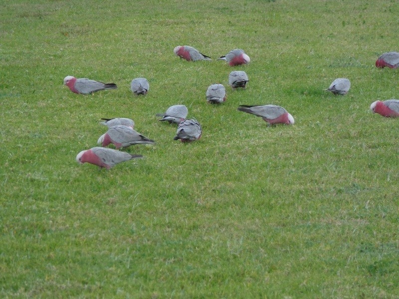 14 Lavis Lane, Williamtown NSW 2318