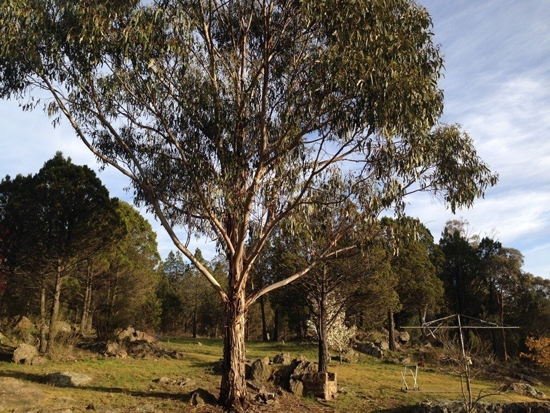 14 Moorong Place, Cooma NSW 2630