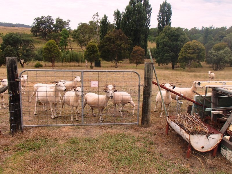 98 Tantawangalo Lane, Tantawangalo NSW 2550