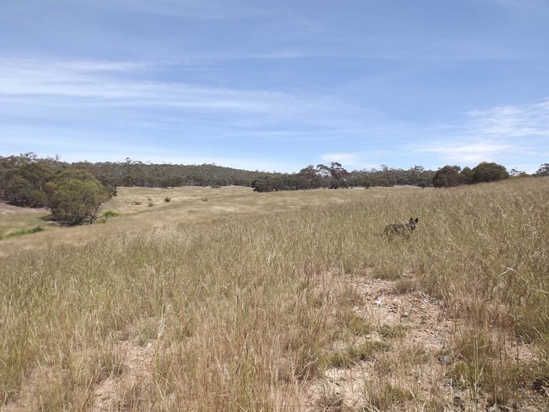 Lots 1, 2, 142, 147 Quidong Road, Bombala NSW 2632