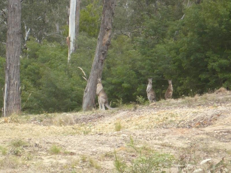 353 Oaklands Rd, Pambula NSW 2549