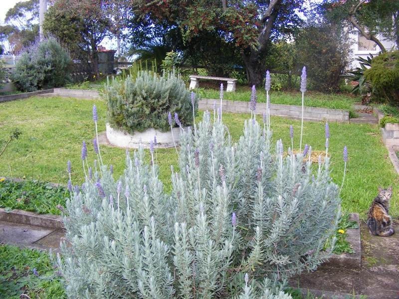 33 Glebe Ave, Bega NSW 2550