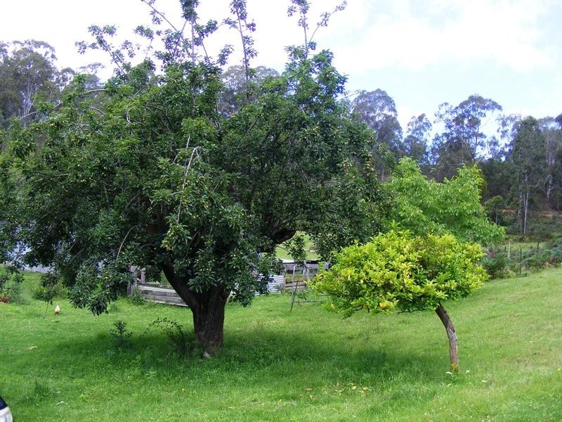 1337 Tantawangalo Mountain Road, Candelo NSW 2550