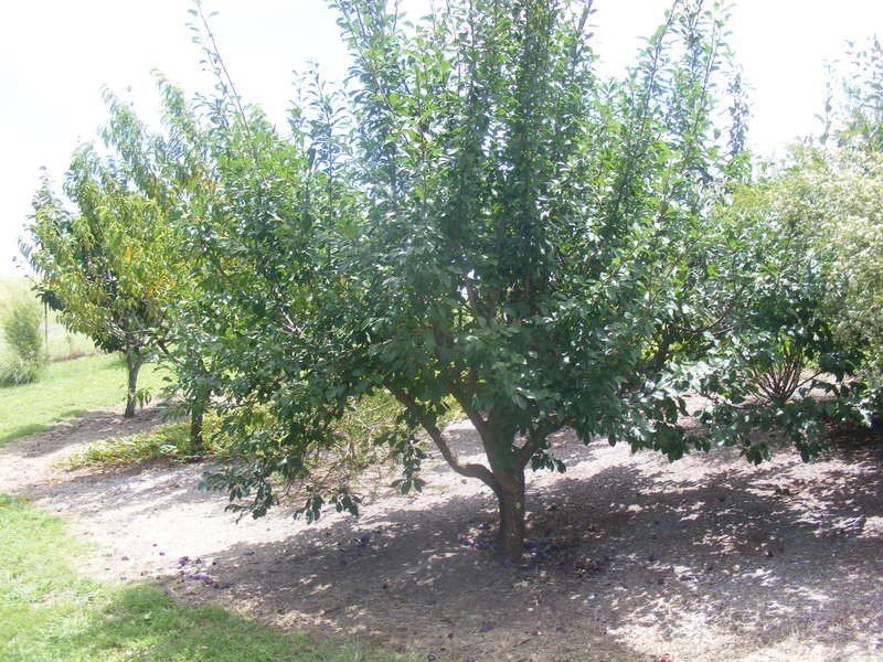 3 Wattle Place, Bega NSW 2550