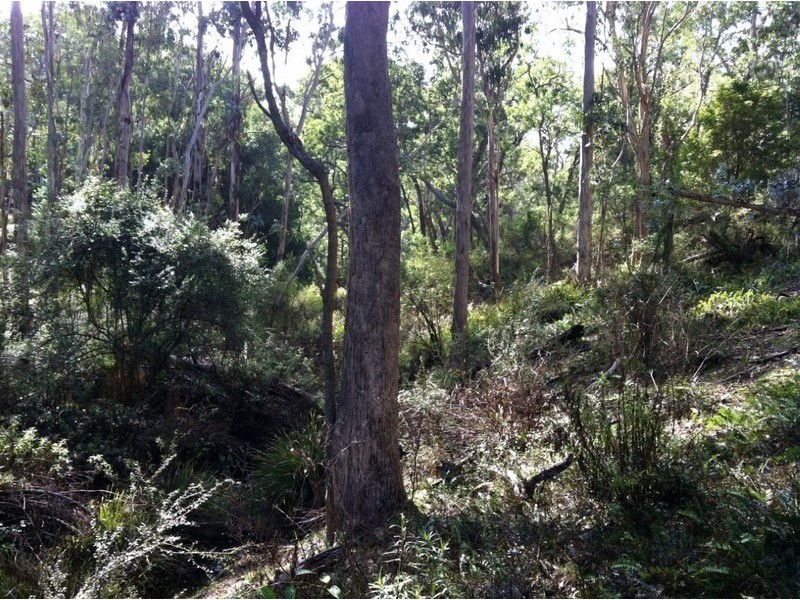 610 Warrigal Range Road, Brogo NSW 2550