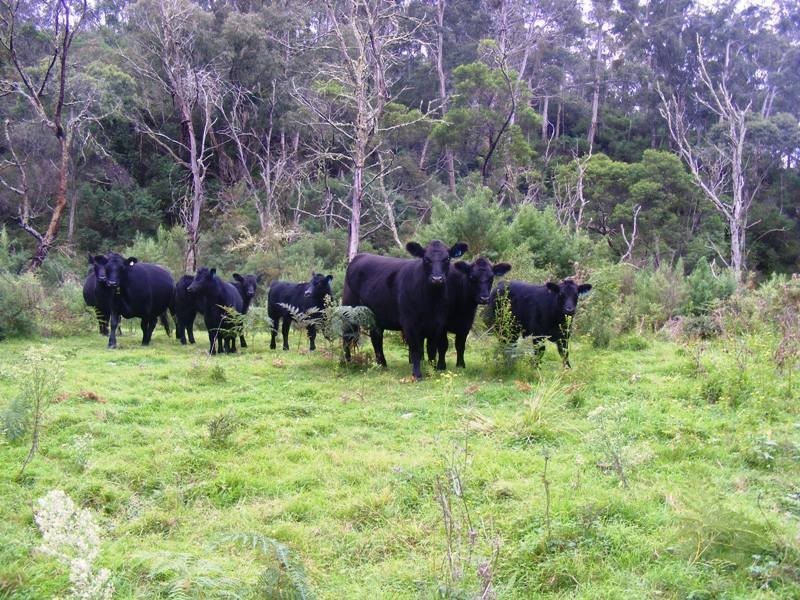 0 “Montana” Rolfe Graham Road, Mogilla NSW 2550