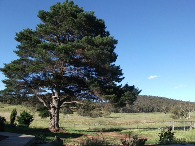 369 Collins Road, Numeralla NSW 2630