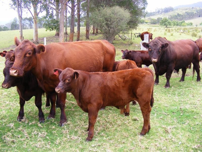 613 Tantawangalo Lane, Tantawangalo NSW 2550