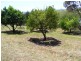1444 Candelo Wolumla Rd, Bega NSW 2550