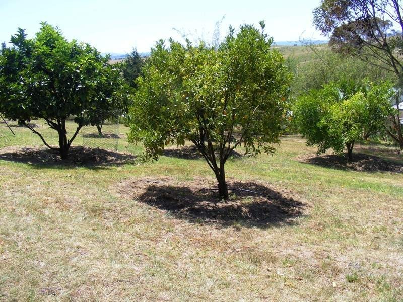 1444 Candelo Wolumla Rd, Bega NSW 2550