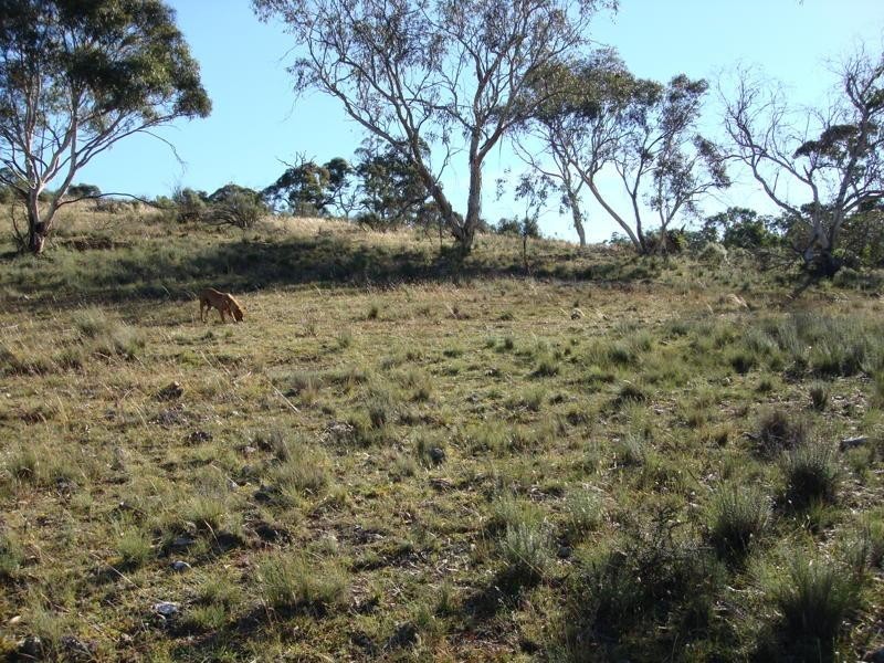 Lot 11 Mount Forest Road, Carlaminda NSW 2630