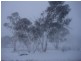 Lot 11 Mount Forest Road, Carlaminda NSW 2630