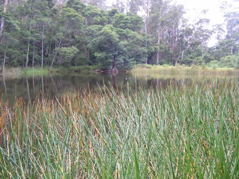 130 Abrams Rd, Doctor George Mountain NSW 2550