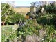 16 Candelo STREET, Candelo NSW 2550