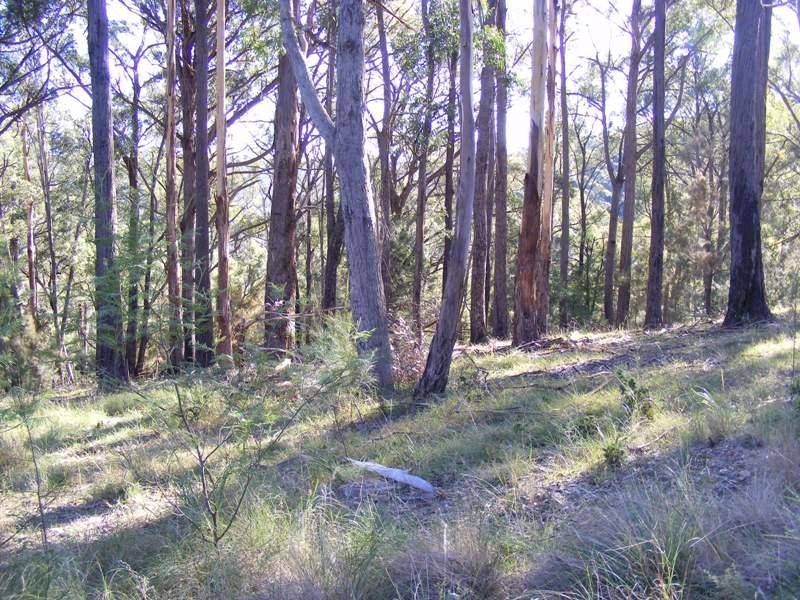 Lot 116 Reedy Swamp Road, Tarraganda NSW 2550