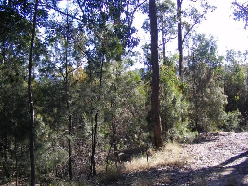Lot 180 Reedy Swamp Road, Tarraganda NSW 2550