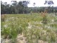 Lot 5 Shady Lane, Wallagoot NSW 2550