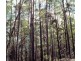 1365 Tantawangalo Mountain Rd, Tantawangalo NSW 2550