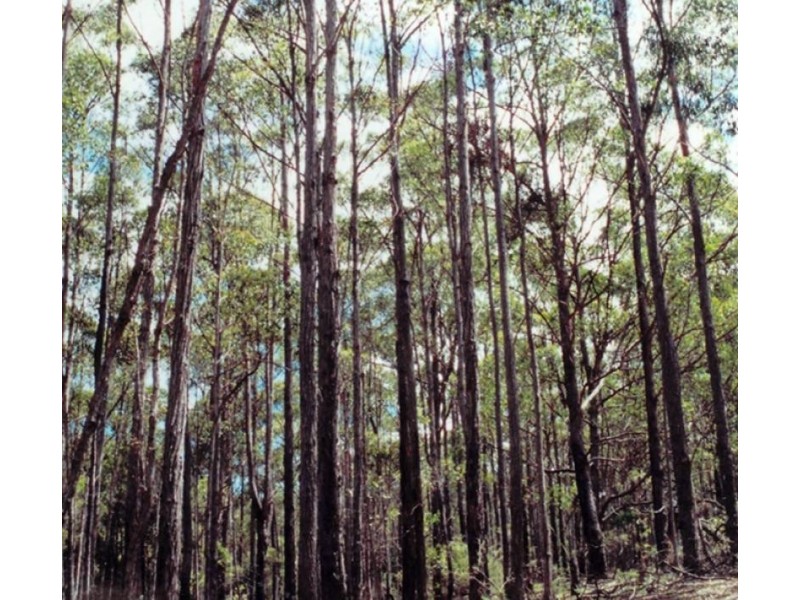 1365 Tantawangalo Mountain Rd, Tantawangalo NSW 2550