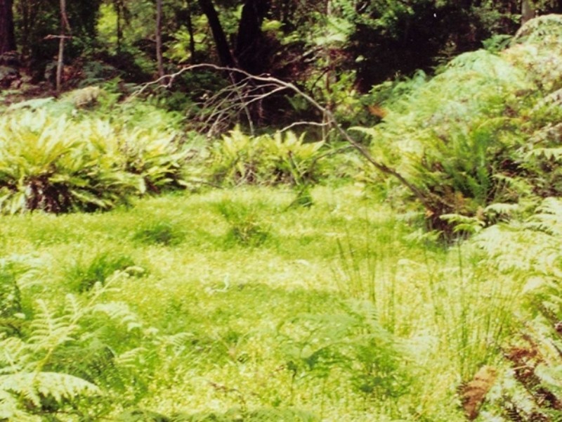 1365 Tantawangalo Mt Road, Tantawangalo NSW 2550